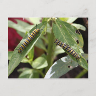 Postcrossing - Monarch butterfly caterpillars Postcard