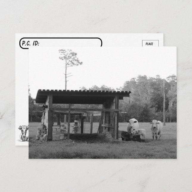 Postcrossing On the Ranch - Cows - Black and White Postcard (Front/Back)