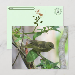 Postcrossing Orange-Crowned Warbler Postcard