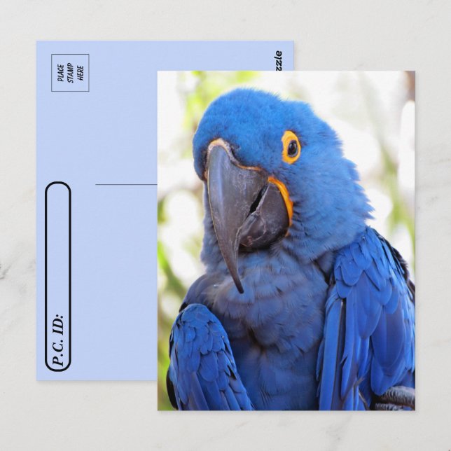 Postcrossing - Pic of a Blue and Gold Macaw  Postcard (Front/Back)