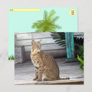 Postcrossing - Pic of a Florida Bobcat Postcard
