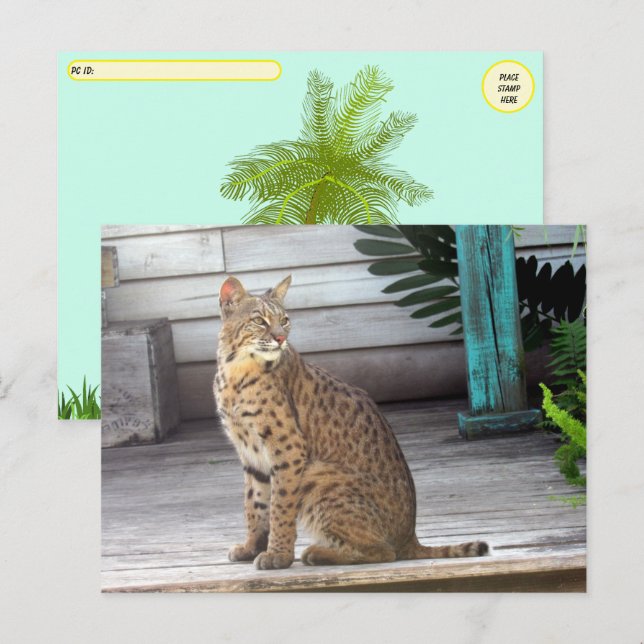 Postcrossing - Pic of a Florida Bobcat Postcard (Front/Back)