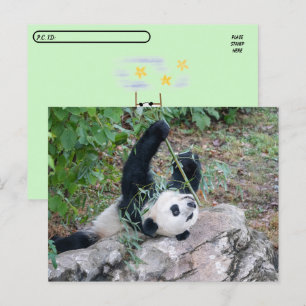 Postcrossing  Pic of a Giant Panda Postcard