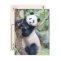 Postcrossing  Pic of a Giant Panda