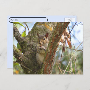 Postcrossing  Pic of an Adorable Squirrel Postcard