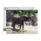 Postcrossing - Pic of an African Elephant Postcard