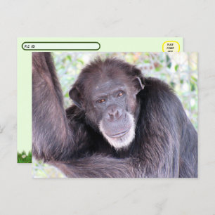 Postcrossing Pic of Chimpanzee Postcard