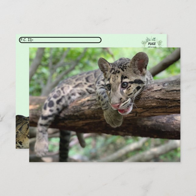 Postcrossing Pic of Clouded Leopard Cub Postcard (Front/Back)