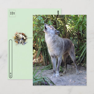 Postcrossing Pic of Howling Wolf Postcard