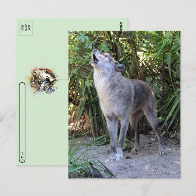 Postcrossing Pic of Howling Wolf Postcard (Front/Back)