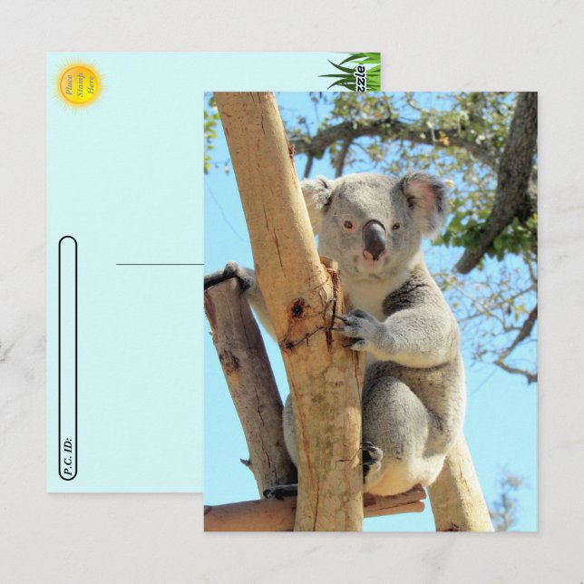 Postcrossing - Pic of Koala Postcard (Front/Back)