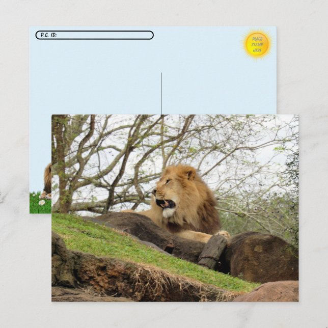 Postcrossing - Pic of Lion Roaring Postcard (Front/Back)