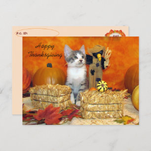 Postcrossing Porkchop Cat / Kitten Postcard
