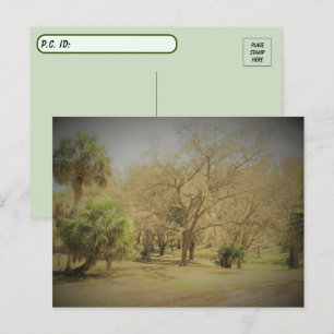 Postcrossing Quaint Florida Forest Scene Postcard