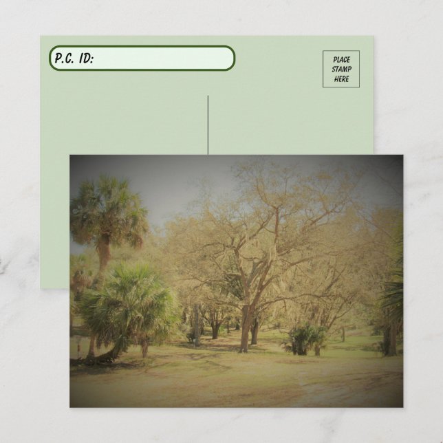 Postcrossing Quaint Florida Forest Scene Postcard (Front/Back)