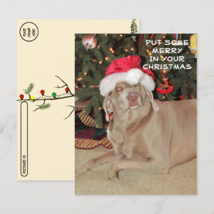 Postcrossing - Rain the Weimaraner's Christmas Postcard