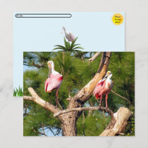 Postcrossing -Roseate Spoonbill - Florida Postcard