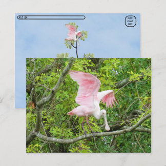 Postcrossing - Roseate Spoonbill Postcard