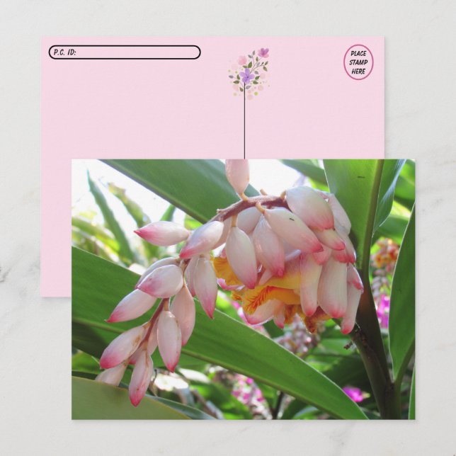 Postcrossing Shell Ginger Flowers Floral Postcard (Front/Back)