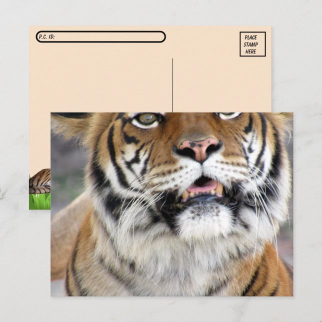 Postcrossing Silly Bengal Tiger Postcard w/ ID Box (Front/Back)
