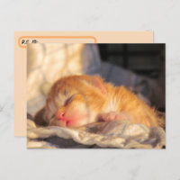Postcrossing Sleeping Baby Kitten w ID Box