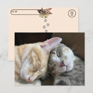 Postcrossing - Sleeping Kittens Taz and Tito Cat  Postcard