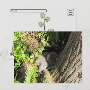 Postcrossing Sleeping Raccoon Postcard