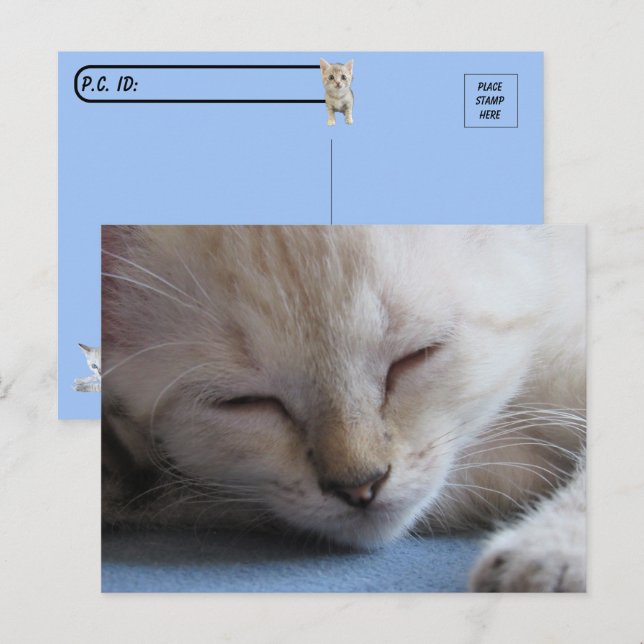Postcrossing Sleeping Siamese Kitten - Miss Winter Postcard (Front/Back)