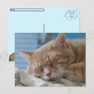 Postcrossing - Sleepy Kitty Taz - Cat Postcard