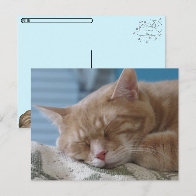 Postcrossing - Sleepy Kitty Taz - Cat Postcard (Front/Back)