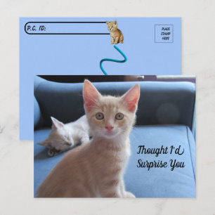 Postcrossing - Taz and Winter Surprise Cat Postcard