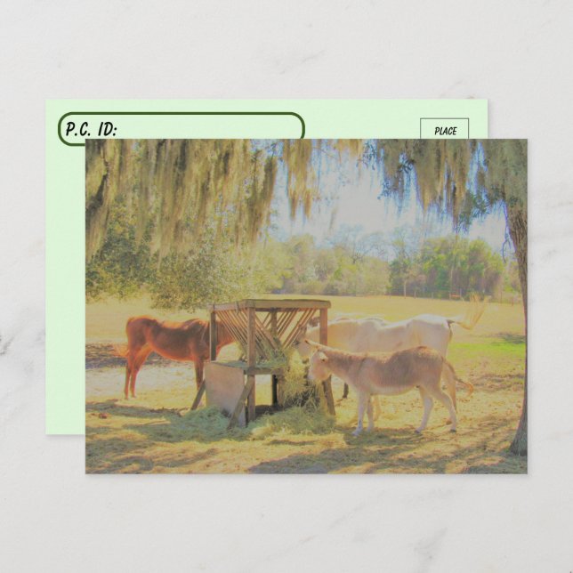 Postcrossing =The Feed Station 2 Horses and Donkey Postcard (Front/Back)