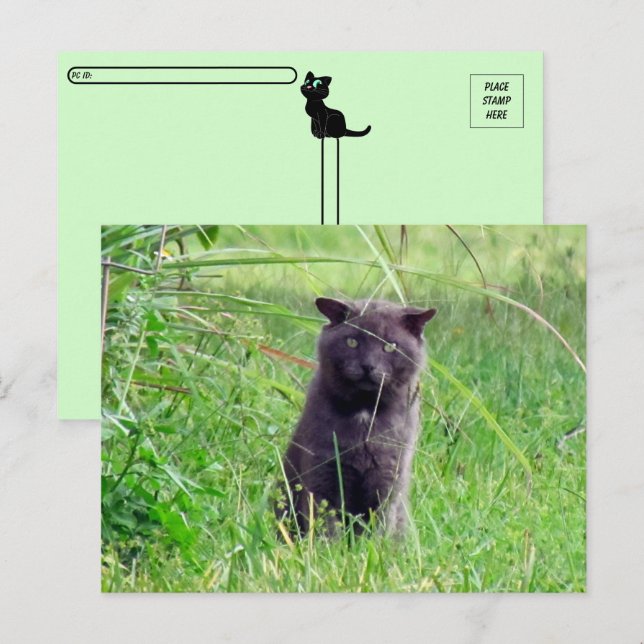 Postcrossing - The Grey Stray - Cat Postcard (Front/Back)