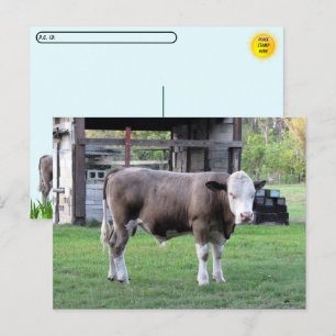 Postcrossing - This Bull Means Business Postcard