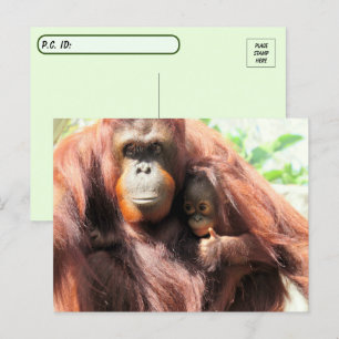 Postcrossing Thumbs Up Orangutan Mom and Baby Postcard