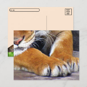 Postcrossing Tiger Paws Postcard w/ ID Box