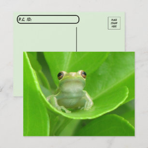 Postcrossing Tree Frog on Blood Orange Leaf Postcard