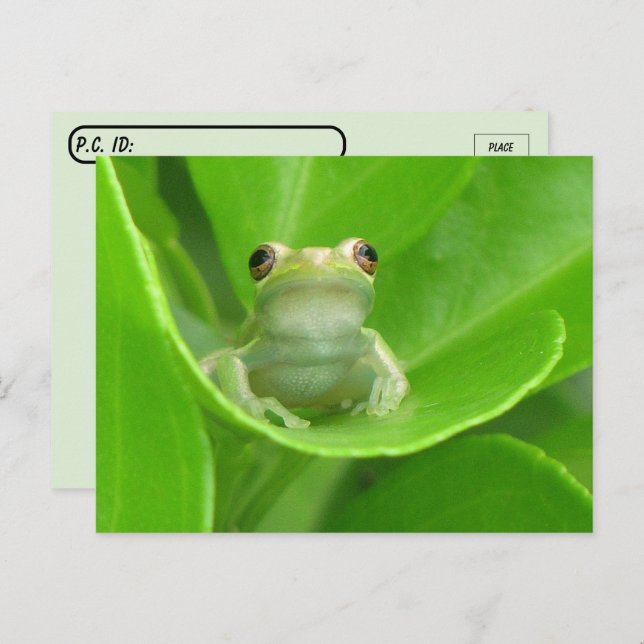 Postcrossing Tree Frog on Blood Orange Leaf  Postcard (Front/Back)