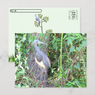 Postcrossing - Tri-Colour Heron Building a Nest Postcard