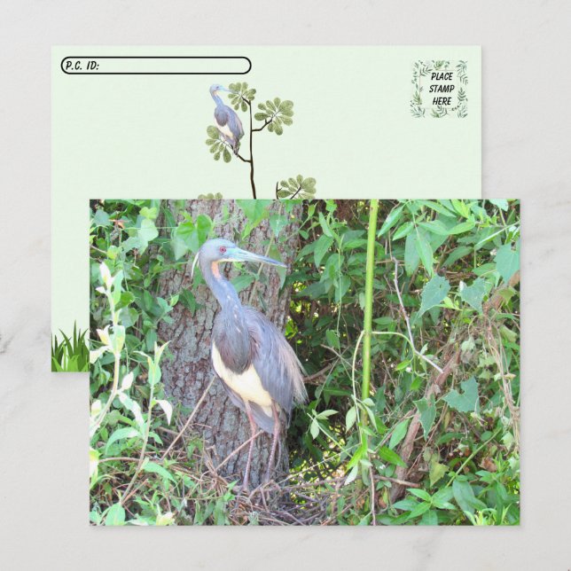 Postcrossing - Tri-Colour Heron Building a Nest Postcard (Front/Back)