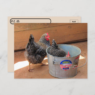 Postcrossing Two Darn Cute Chickens Postcard