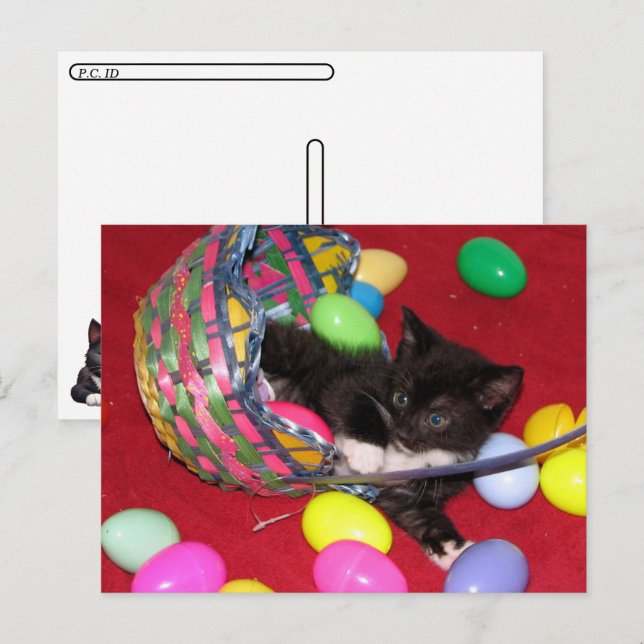 Postcrossing - Versace's Easter Wishes Cat /Kitten Holiday Postcard (Front/Back)