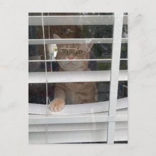 Postcrossing - Where's Mom Cat Postcard