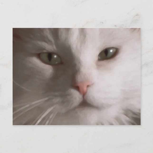 Postcrossing - White Cat postcard (Front)