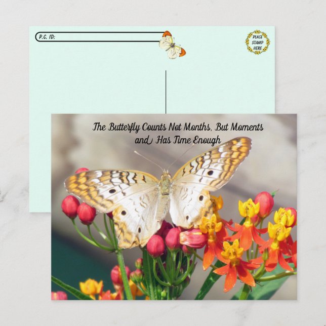 Postcrossing - White Peacock Butterfly Quote Postcard (Front/Back)