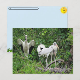 POSTCROSSING - Wood Stork Family Postcard