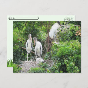Postcrossing - Woodstork and Juveniles Postcard