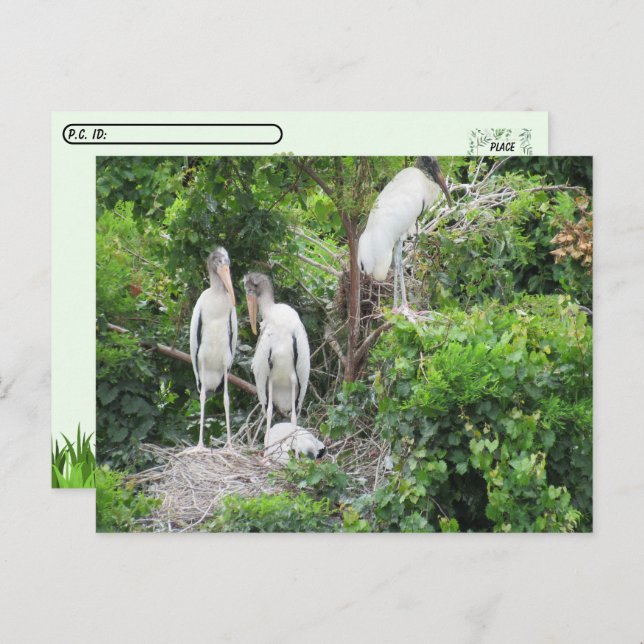 Postcrossing - Woodstork and Juveniles Postcard (Front/Back)
