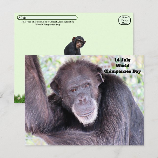 Postcrossing World Chimpanzee Day - July 14 Postcard (Front/Back)