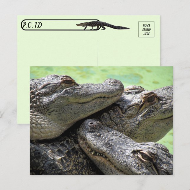 Poste - Carte postale de la partie Alligator (Devant / Derrière)